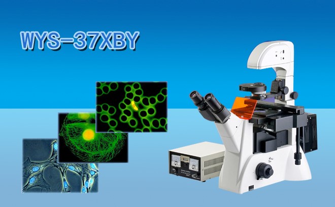 細胞研究用的生物顯微鏡分類和工作原理